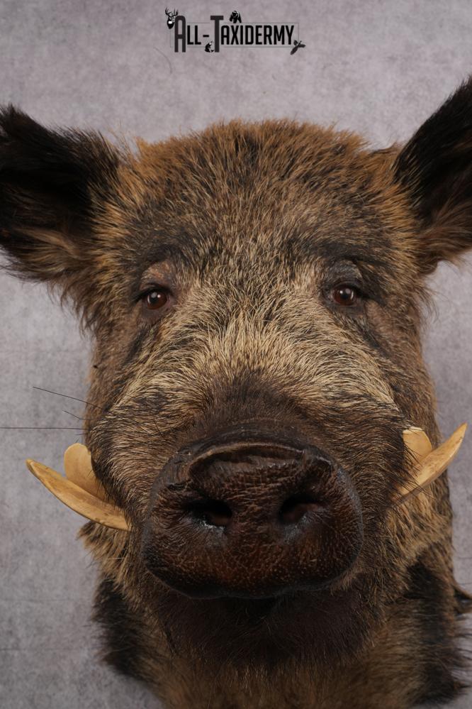 Russian Hog taxidermy shoulder mount for sale SKU 2733 - Image 4