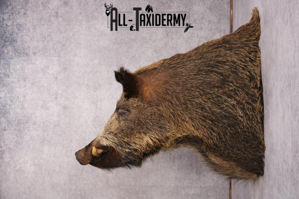 Russian Hog taxidermy shoulder mount for sale SKU 2733 - Image 2