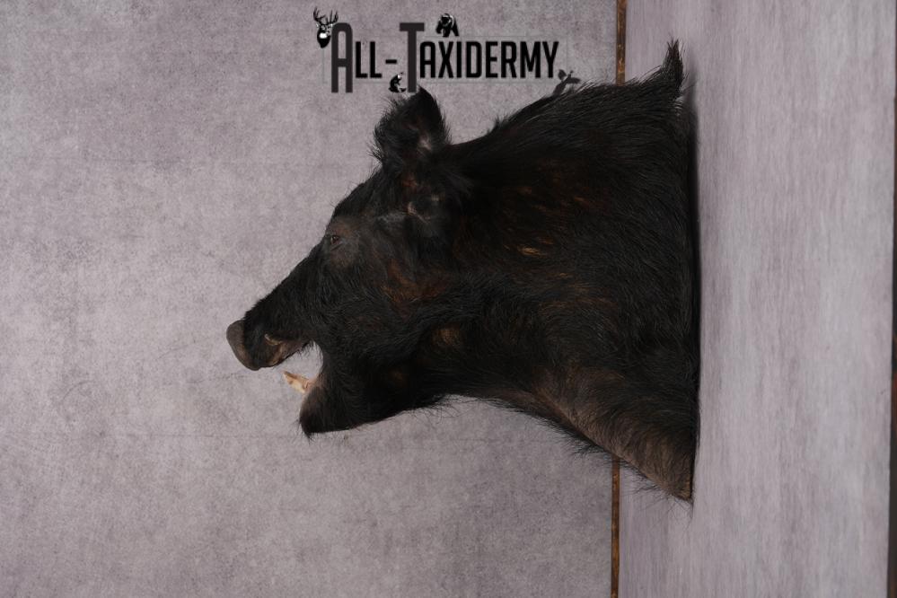 Wild Boar Taxidermy shoulder mount for sale SKU 2729 - Image 8
