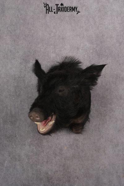 Wild Boar Taxidermy shoulder mount for sale SKU 2729