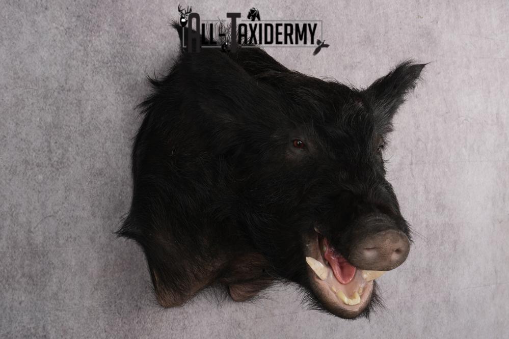 Wild Boar Taxidermy shoulder mount for sale SKU 2729 - Image 5