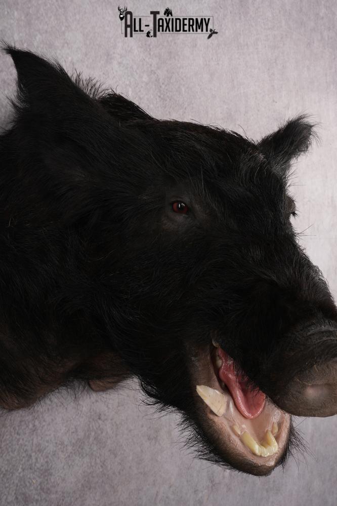 Wild Boar Taxidermy shoulder mount for sale SKU 2729 - Image 4