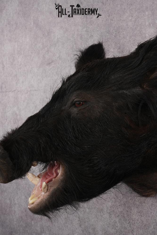 Wild Boar Taxidermy shoulder mount for sale SKU 2729 - Image 3