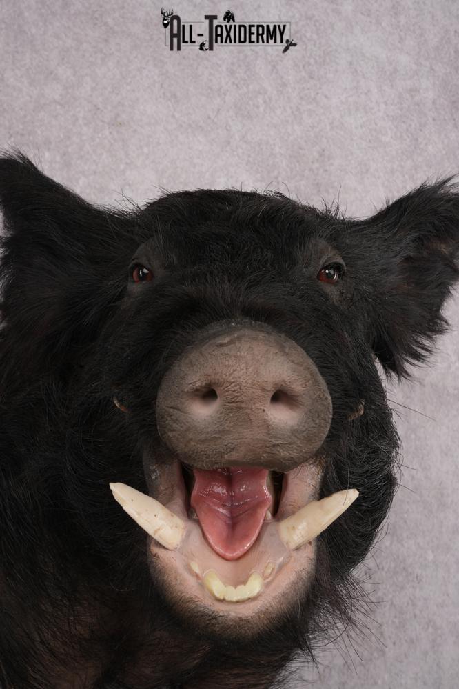 Wild Boar Taxidermy shoulder mount for sale SKU 2729 - Image 2