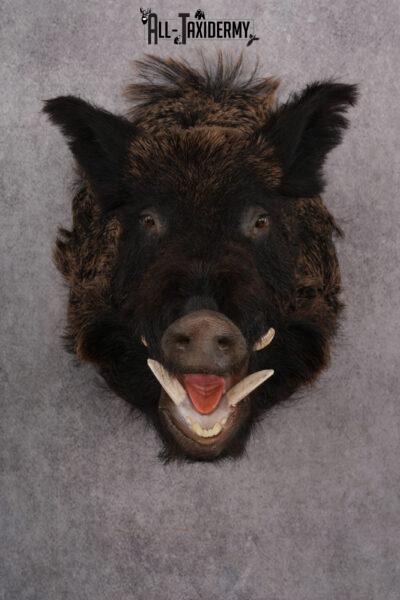 Russian Boar taxidermy shoulder mount for sale SKU 2730