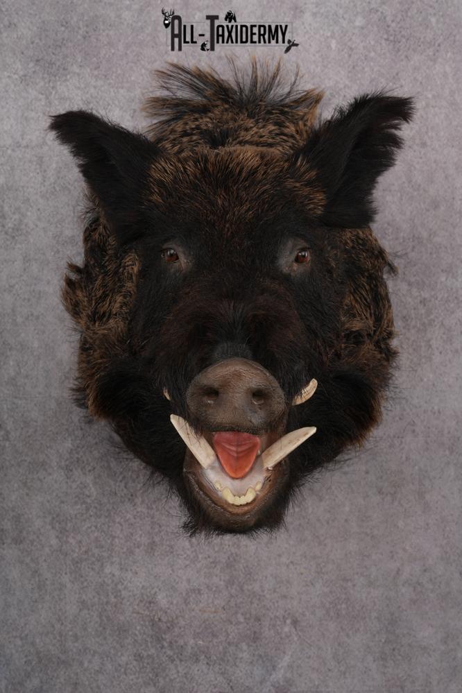 Russian Boar taxidermy shoulder mount for sale SKU 2730