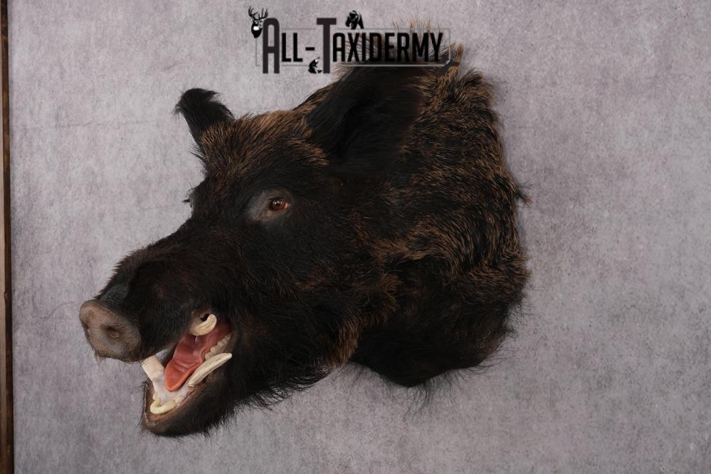 Russian Boar taxidermy shoulder mount for sale SKU 2730 - Image 8