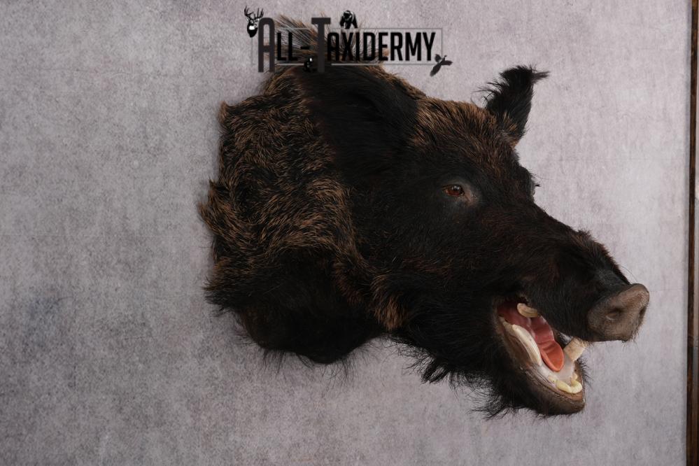 Russian Boar taxidermy shoulder mount for sale SKU 2730 - Image 7