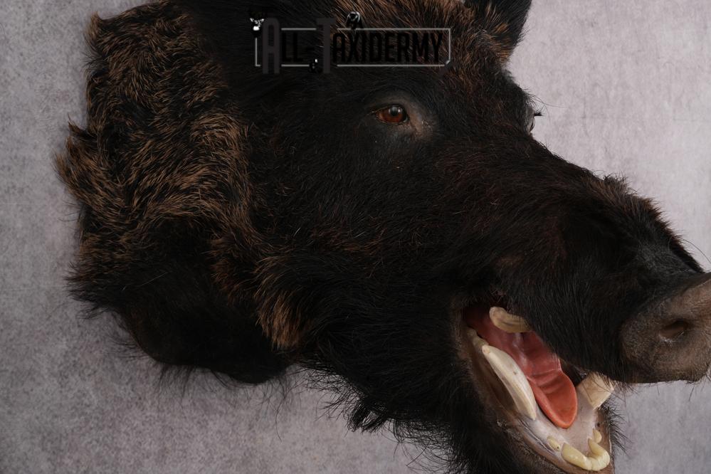Russian Boar taxidermy shoulder mount for sale SKU 2730 - Image 6