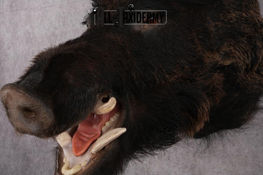 Russian Boar taxidermy shoulder mount for sale SKU 2730 - Image 5