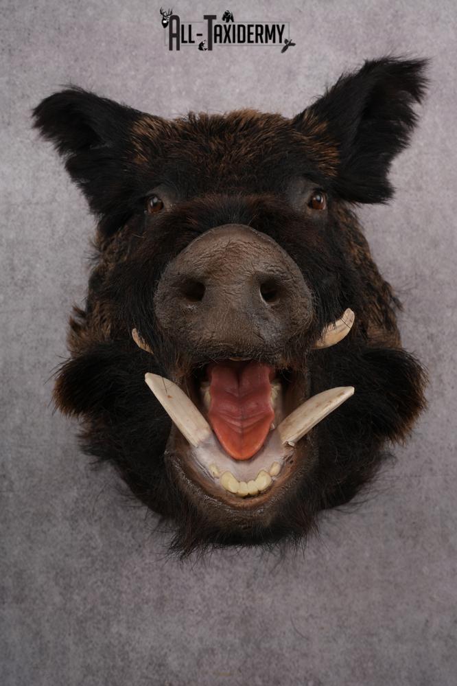 Russian Boar taxidermy shoulder mount for sale SKU 2730 - Image 4