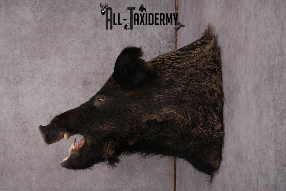 Russian Boar taxidermy shoulder mount for sale SKU 2730 - Image 3