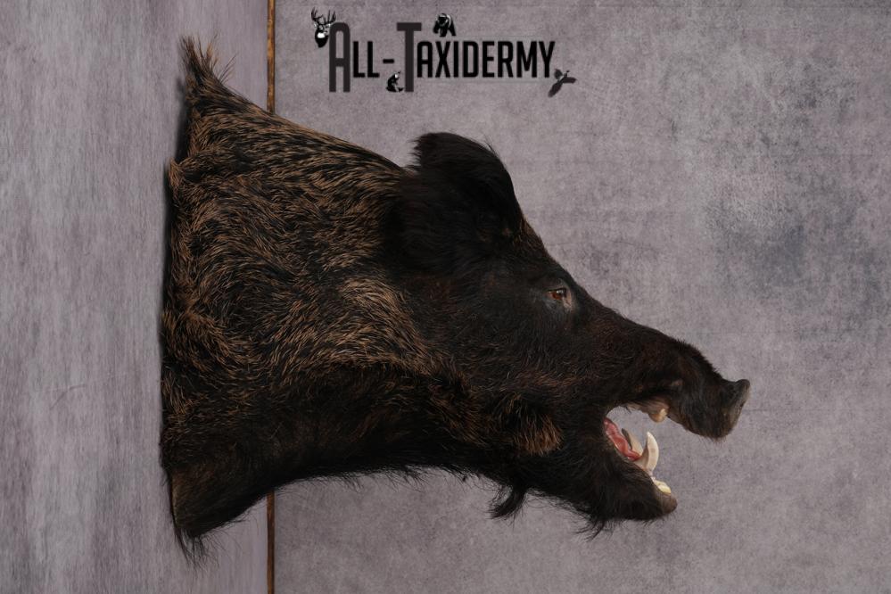 Russian Boar taxidermy shoulder mount for sale SKU 2730 - Image 2