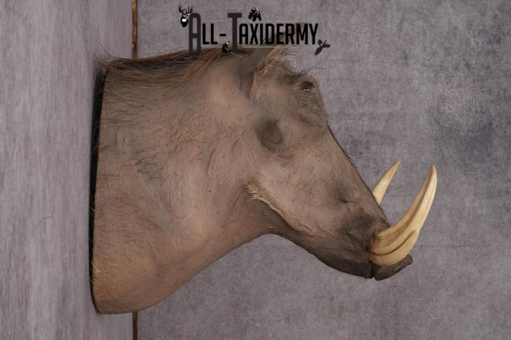 African Warthog taxidermy shoulder mount for sale SKU 2737 - Image 8