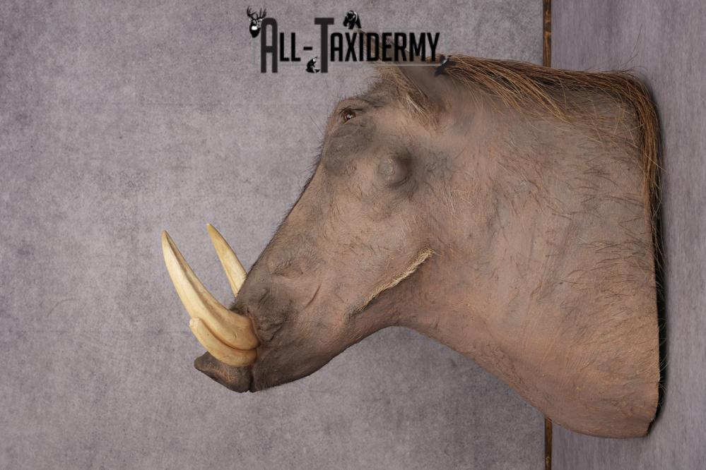 African Warthog taxidermy shoulder mount for sale SKU 2737 - Image 7