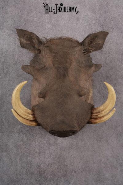 African Warthog taxidermy shoulder mount for sale SKU 2737