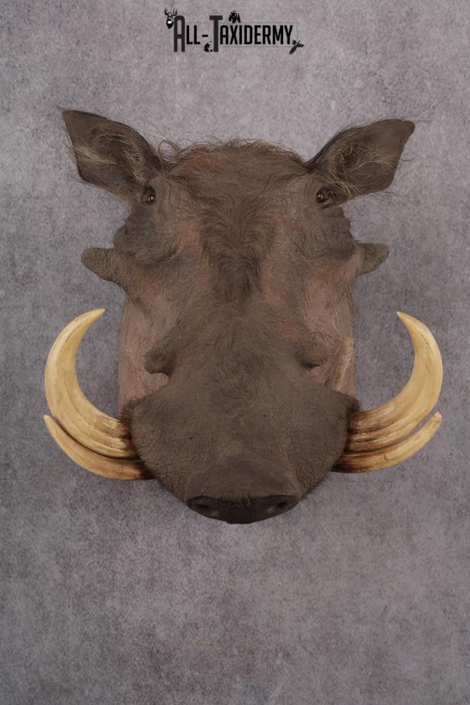 African Warthog taxidermy shoulder mount for sale SKU 2737