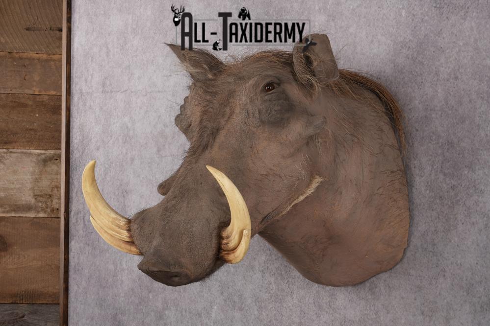 African Warthog taxidermy shoulder mount for sale SKU 2737 - Image 6