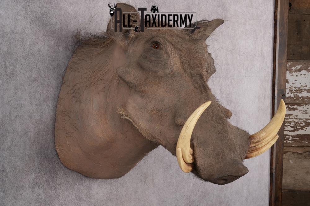 African Warthog taxidermy shoulder mount for sale SKU 2737 - Image 5