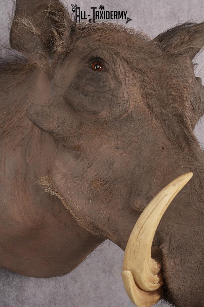 African Warthog taxidermy shoulder mount for sale SKU 2737 - Image 4