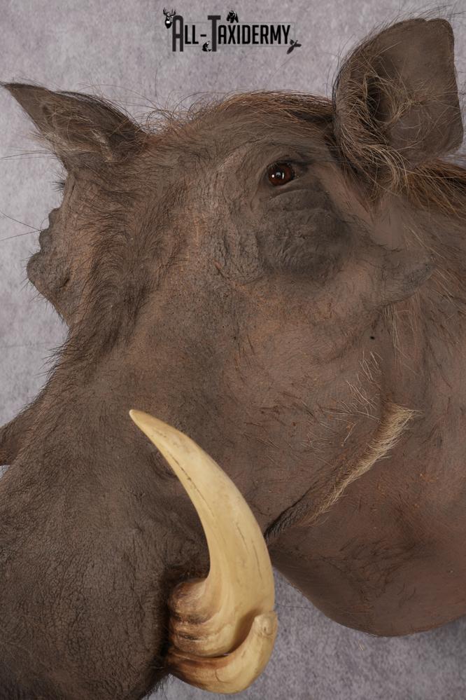 African Warthog taxidermy shoulder mount for sale SKU 2737 - Image 3