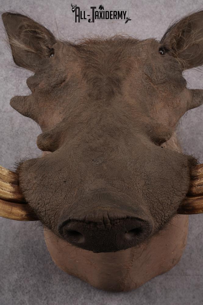 African Warthog taxidermy shoulder mount for sale SKU 2737 - Image 2