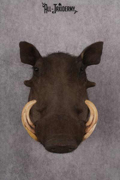 African Warthog taxidermy shoulder mount for sale SKU 2740