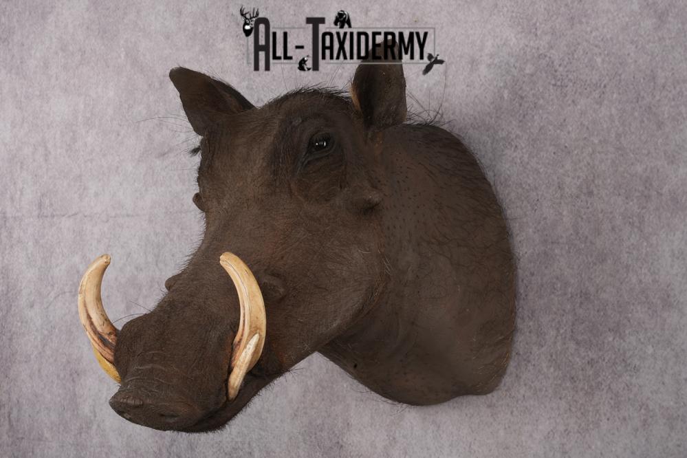 African Warthog taxidermy shoulder mount for sale SKU 2740 - Image 8