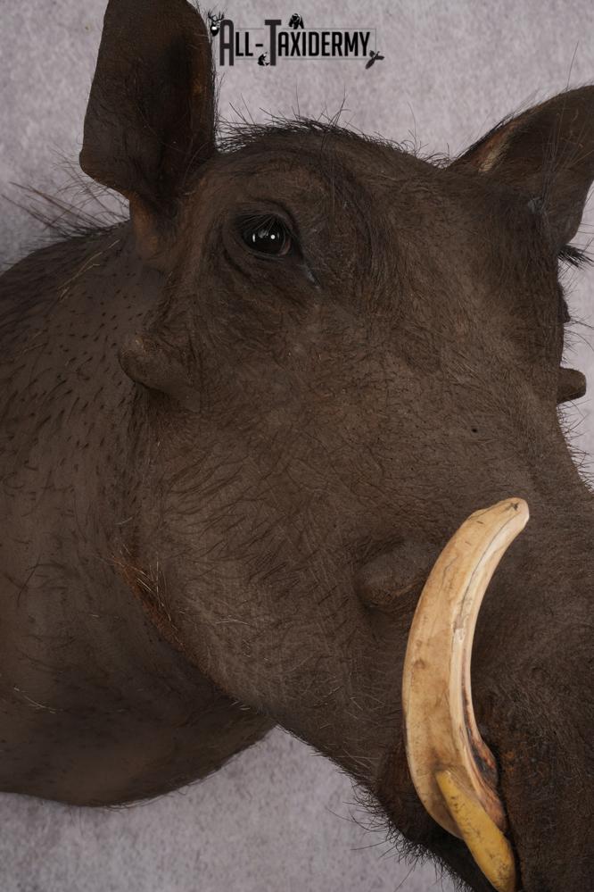 African Warthog taxidermy shoulder mount for sale SKU 2740 - Image 6