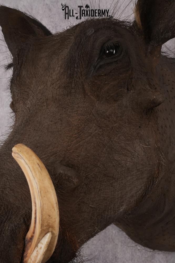 African Warthog taxidermy shoulder mount for sale SKU 2740 - Image 5