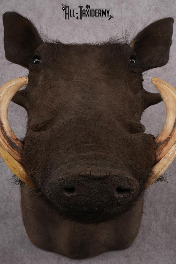African Warthog taxidermy shoulder mount for sale SKU 2740 - Image 4