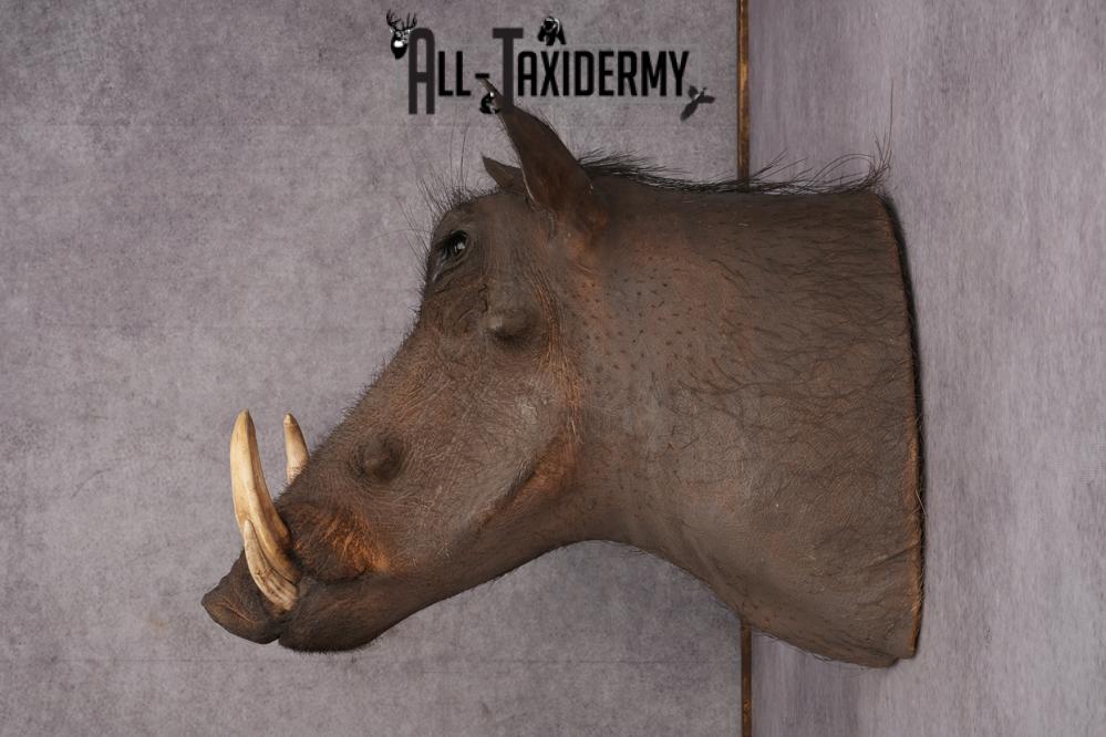 African Warthog taxidermy shoulder mount for sale SKU 2740 - Image 2