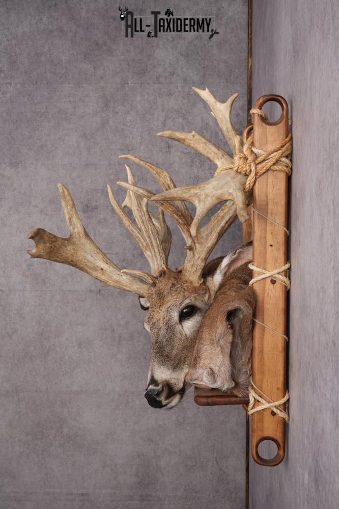 Whitetail deer back pack taxidermy mount for sale SKU 2731 - Image 11