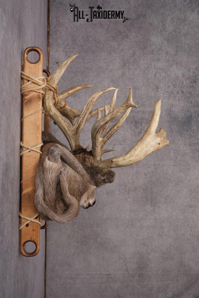 Whitetail deer back pack taxidermy mount for sale SKU 2731 - Image 10