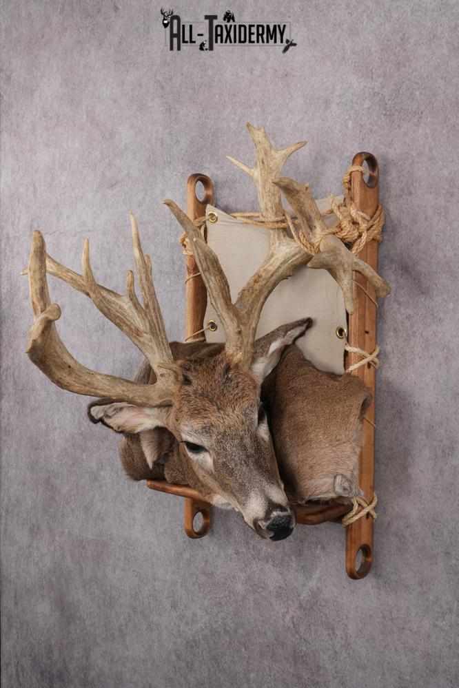 Whitetail deer back pack taxidermy mount for sale SKU 2731 - Image 9