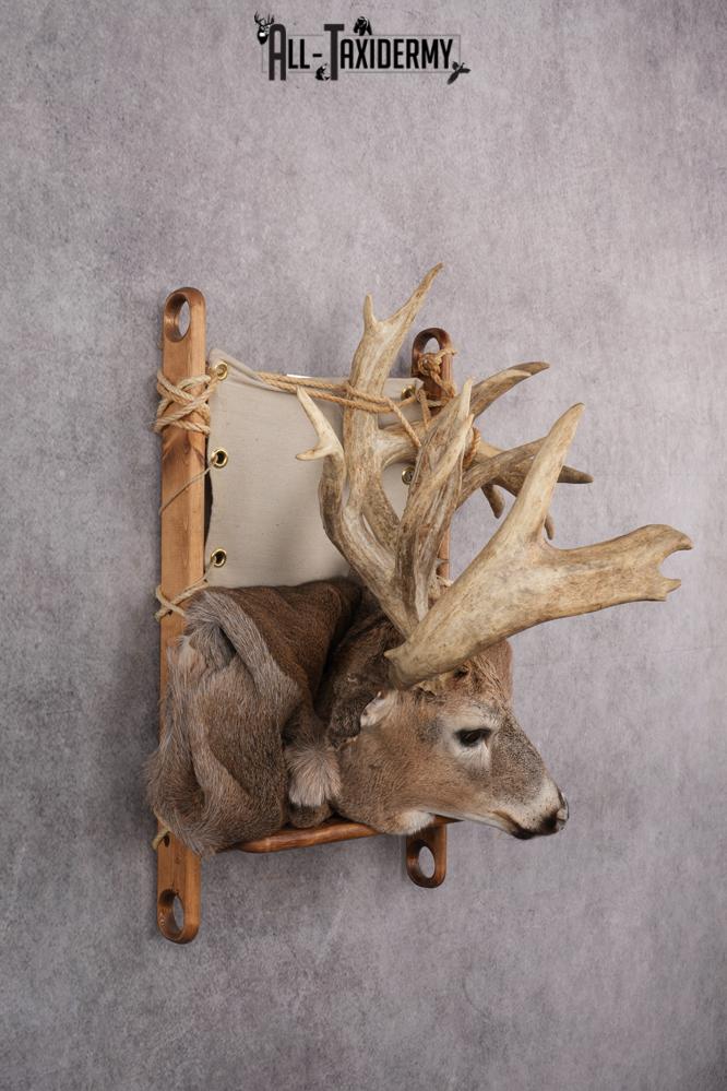 Whitetail deer back pack taxidermy mount for sale SKU 2731 - Image 8