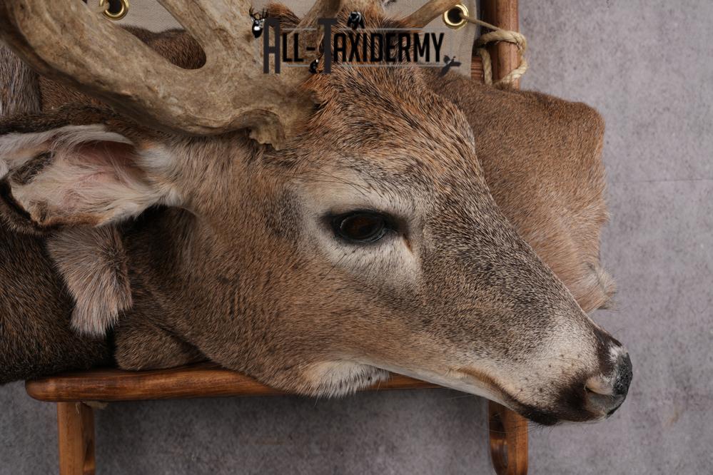 Whitetail deer back pack taxidermy mount for sale SKU 2731 - Image 7