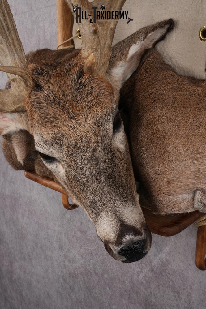 Whitetail deer back pack taxidermy mount for sale SKU 2731 - Image 6