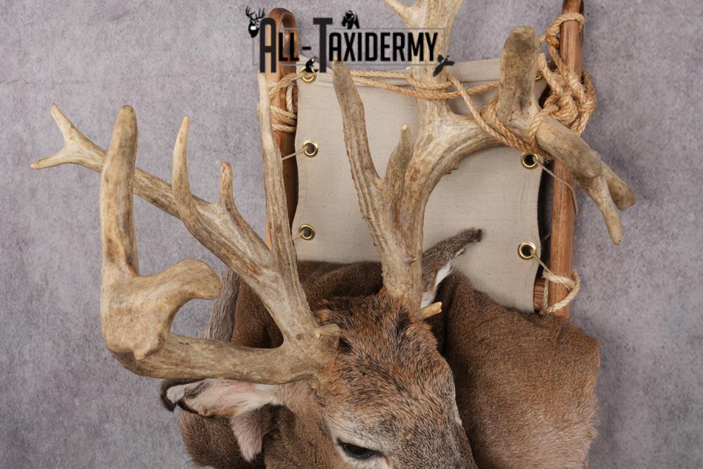 Whitetail deer back pack taxidermy mount for sale SKU 2731 - Image 5