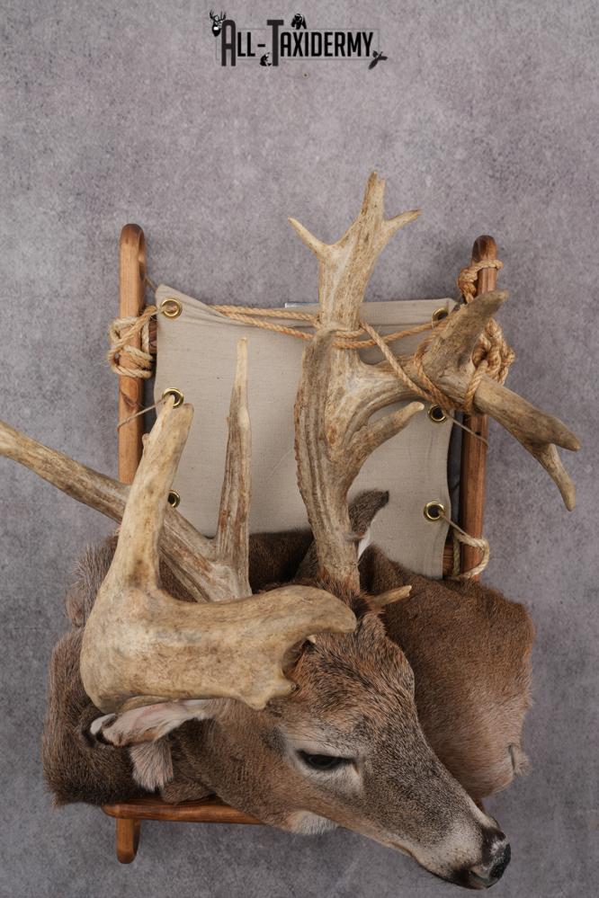 Whitetail deer back pack taxidermy mount for sale SKU 2731 - Image 4