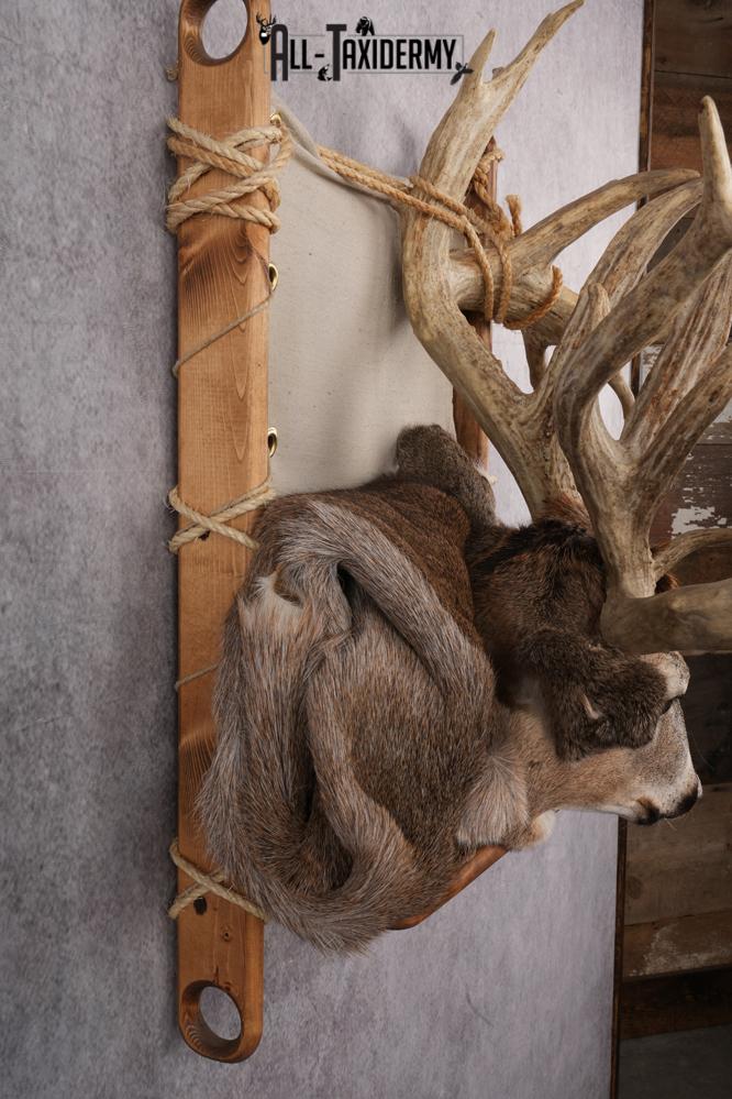 Whitetail deer back pack taxidermy mount for sale SKU 2731 - Image 3