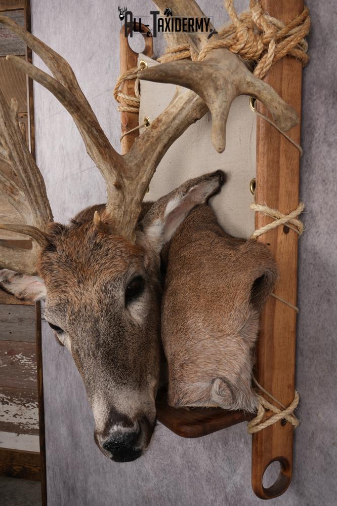 Whitetail deer back pack taxidermy mount for sale SKU 2731 - Image 2