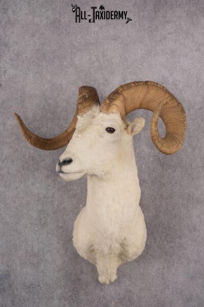 Dall sheep taxidermy shoulder mount for sale SKU 2746