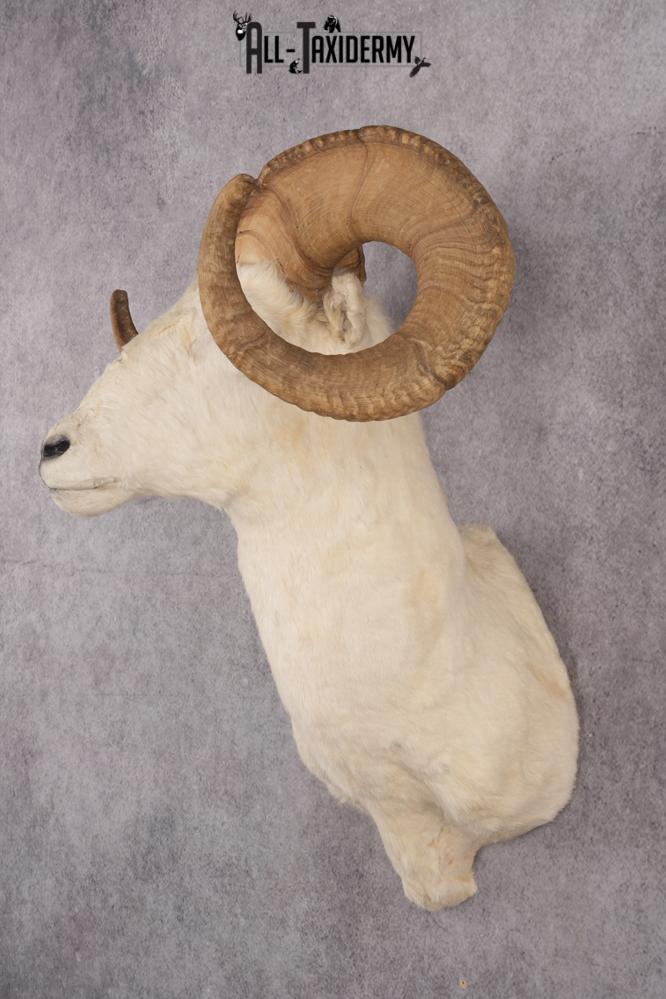 Dall sheep taxidermy shoulder mount for sale SKU 2746 - Image 8