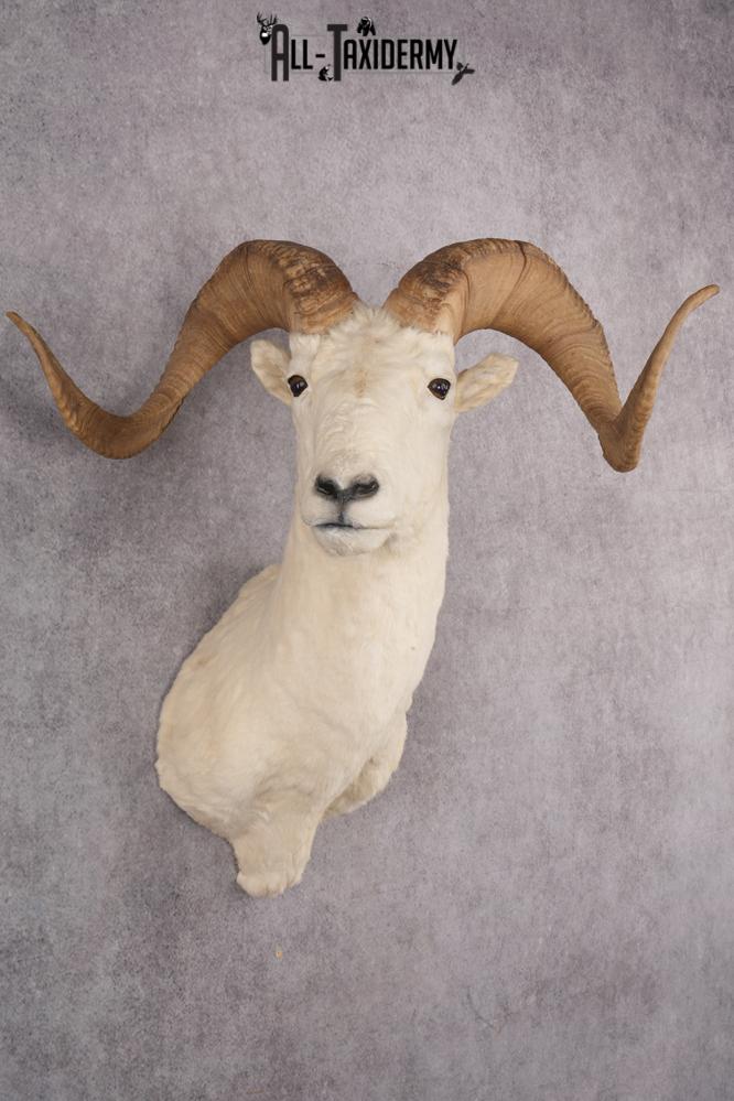 Dall sheep taxidermy shoulder mount for sale SKU 2746 - Image 7