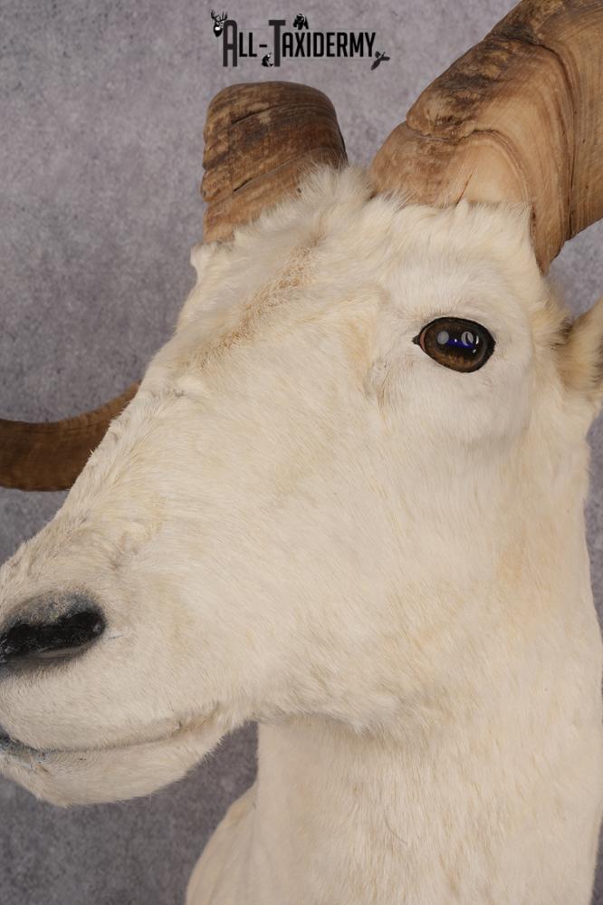 Dall sheep taxidermy shoulder mount for sale SKU 2746 - Image 6