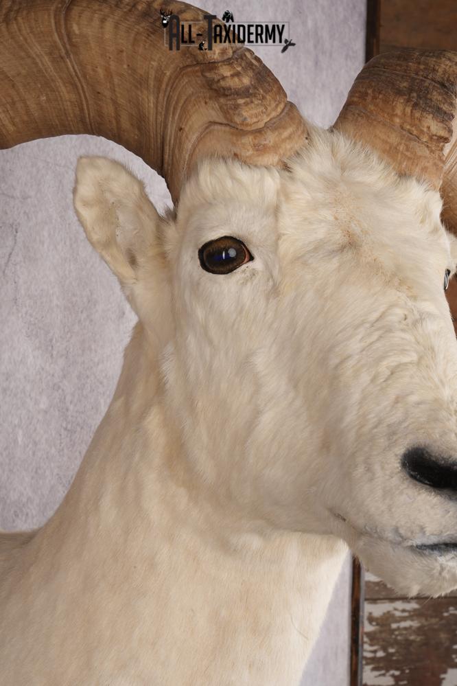 Dall sheep taxidermy shoulder mount for sale SKU 2746 - Image 5