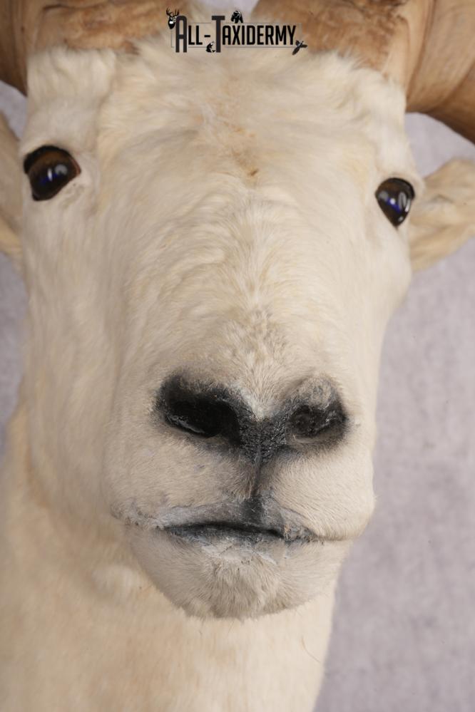 Dall sheep taxidermy shoulder mount for sale SKU 2746 - Image 4