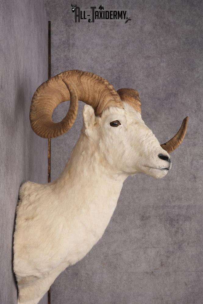 Dall sheep taxidermy shoulder mount for sale SKU 2746 - Image 3