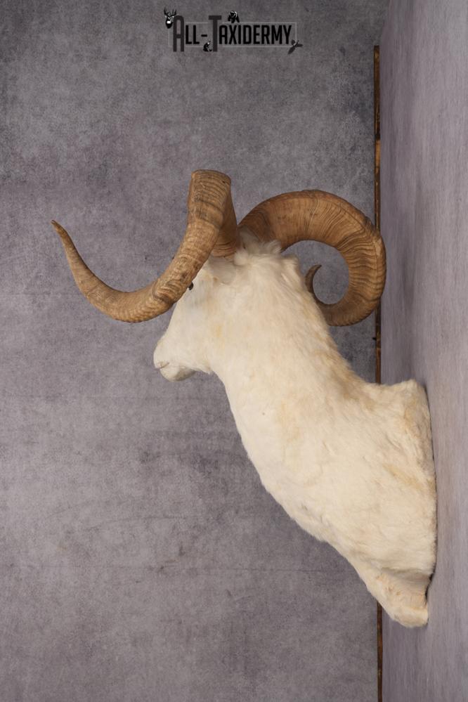 Dall sheep taxidermy shoulder mount for sale SKU 2746 - Image 2